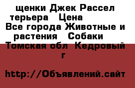 щенки Джек Рассел терьера › Цена ­ 27 000 - Все города Животные и растения » Собаки   . Томская обл.,Кедровый г.